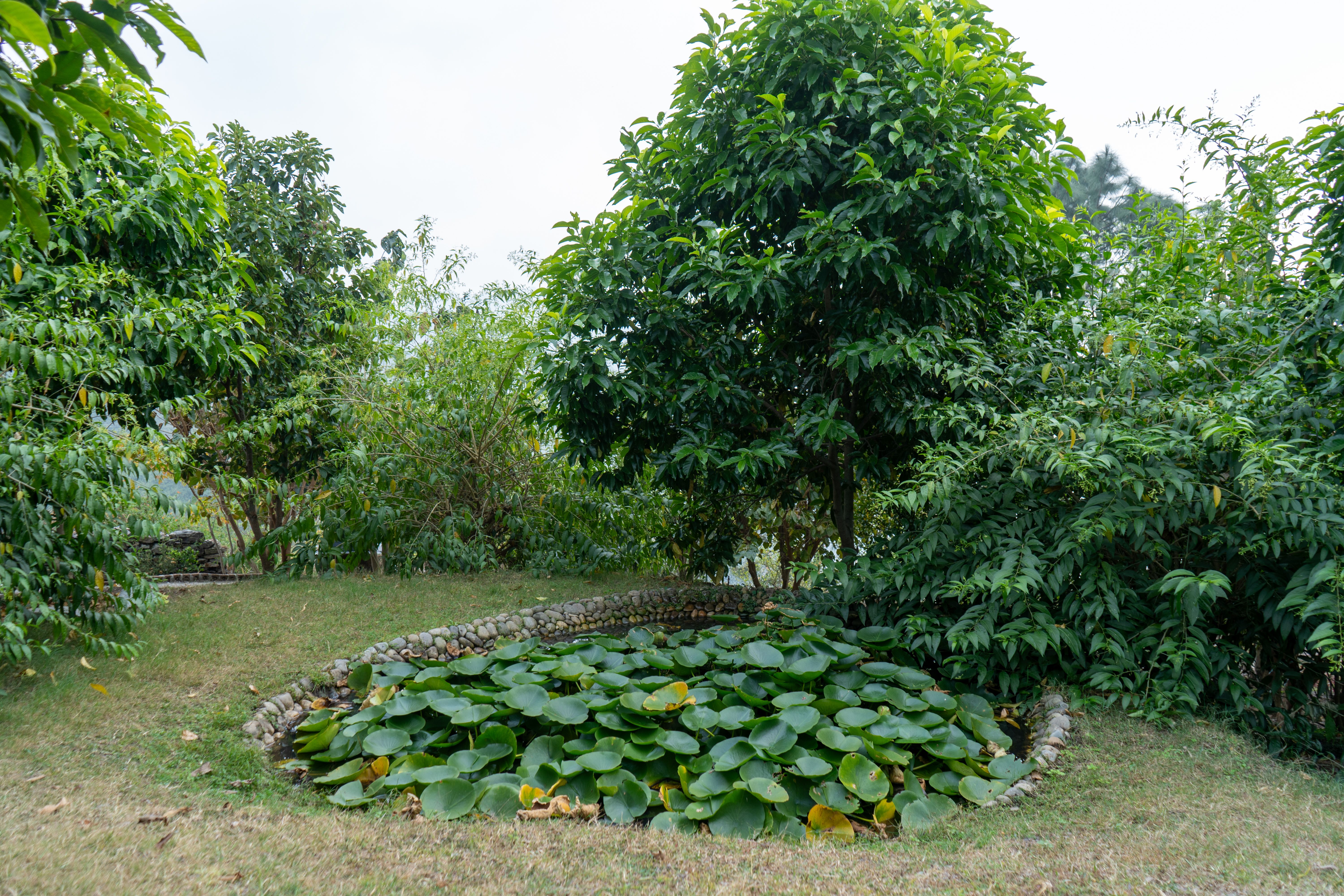 Orchard
