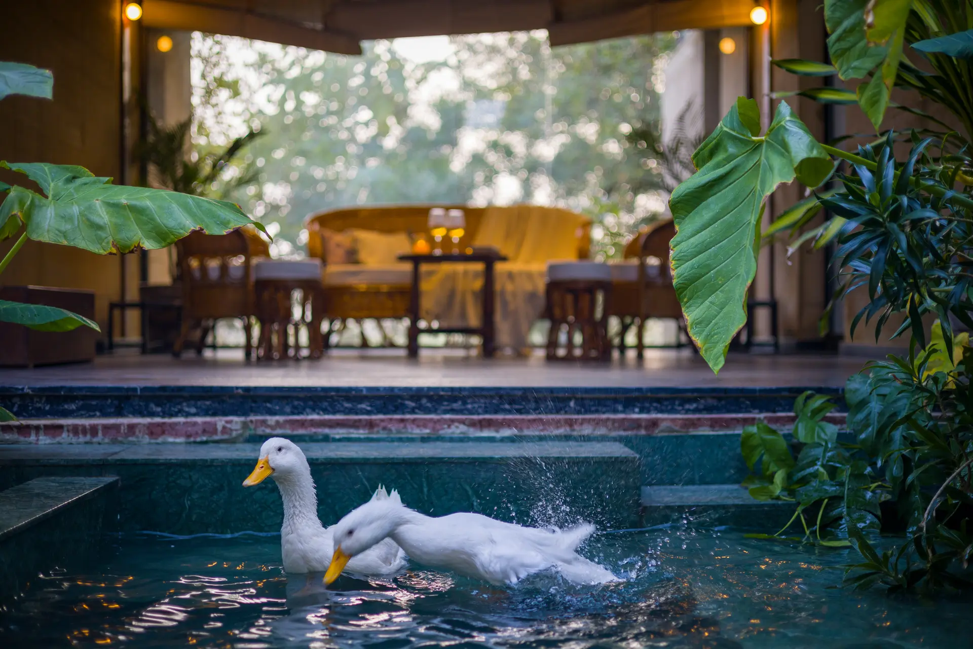 Hari Bagh Villa, Jaipur - Pond