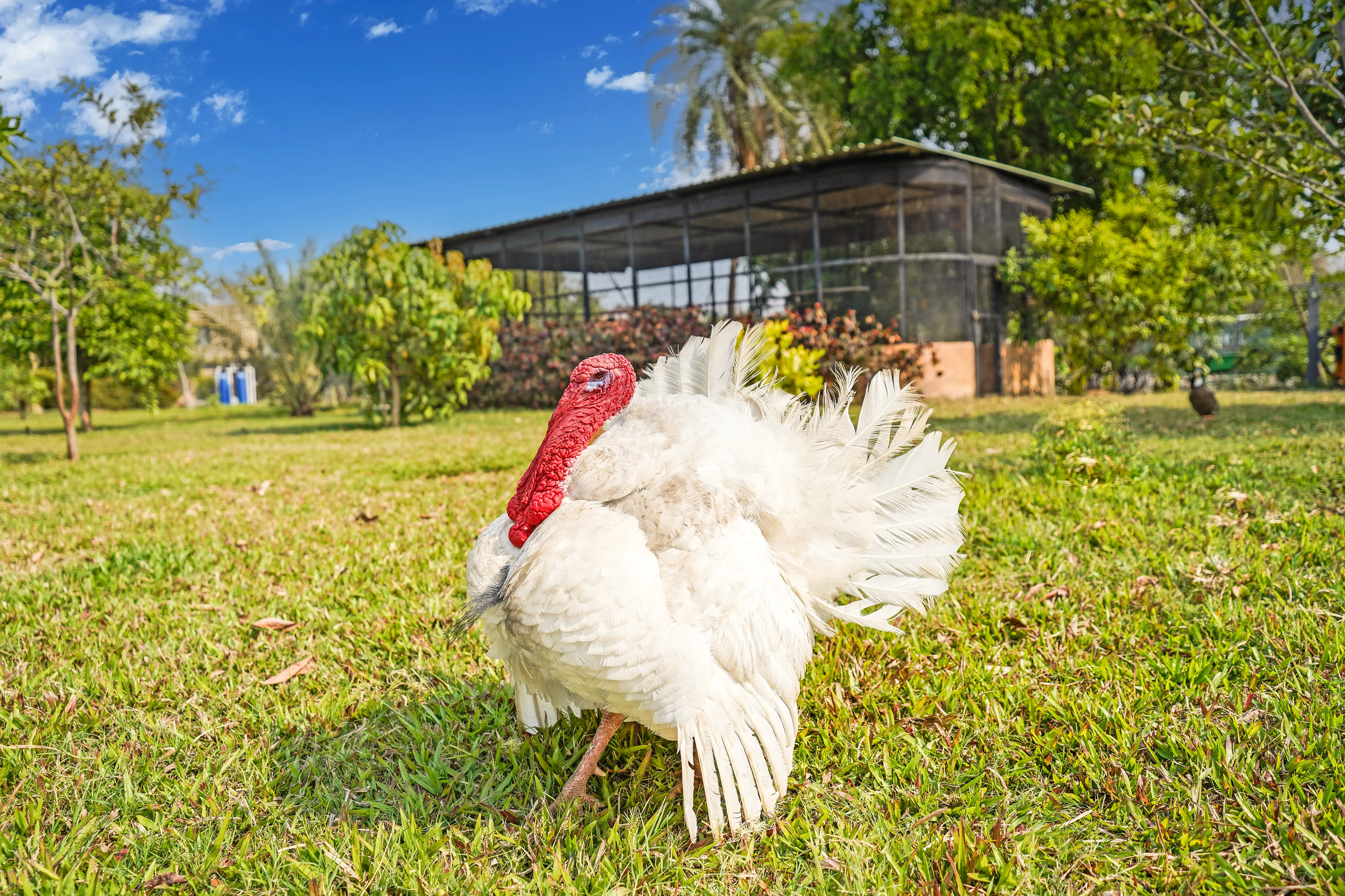 Urvi Terra Luxe Suite, Bangalore - Farm