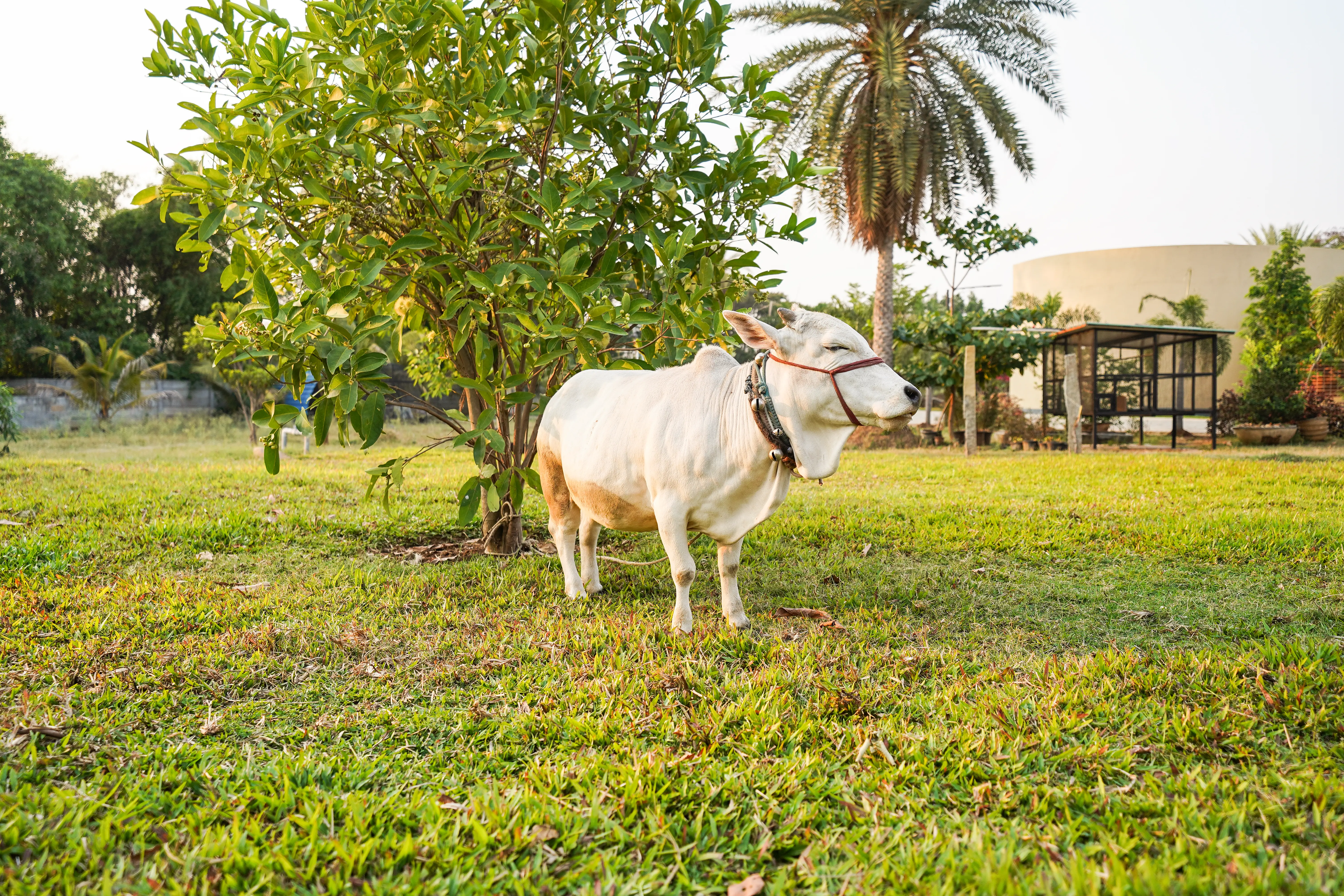 Urvi Terra Luxe Suite, Bangalore - Farm