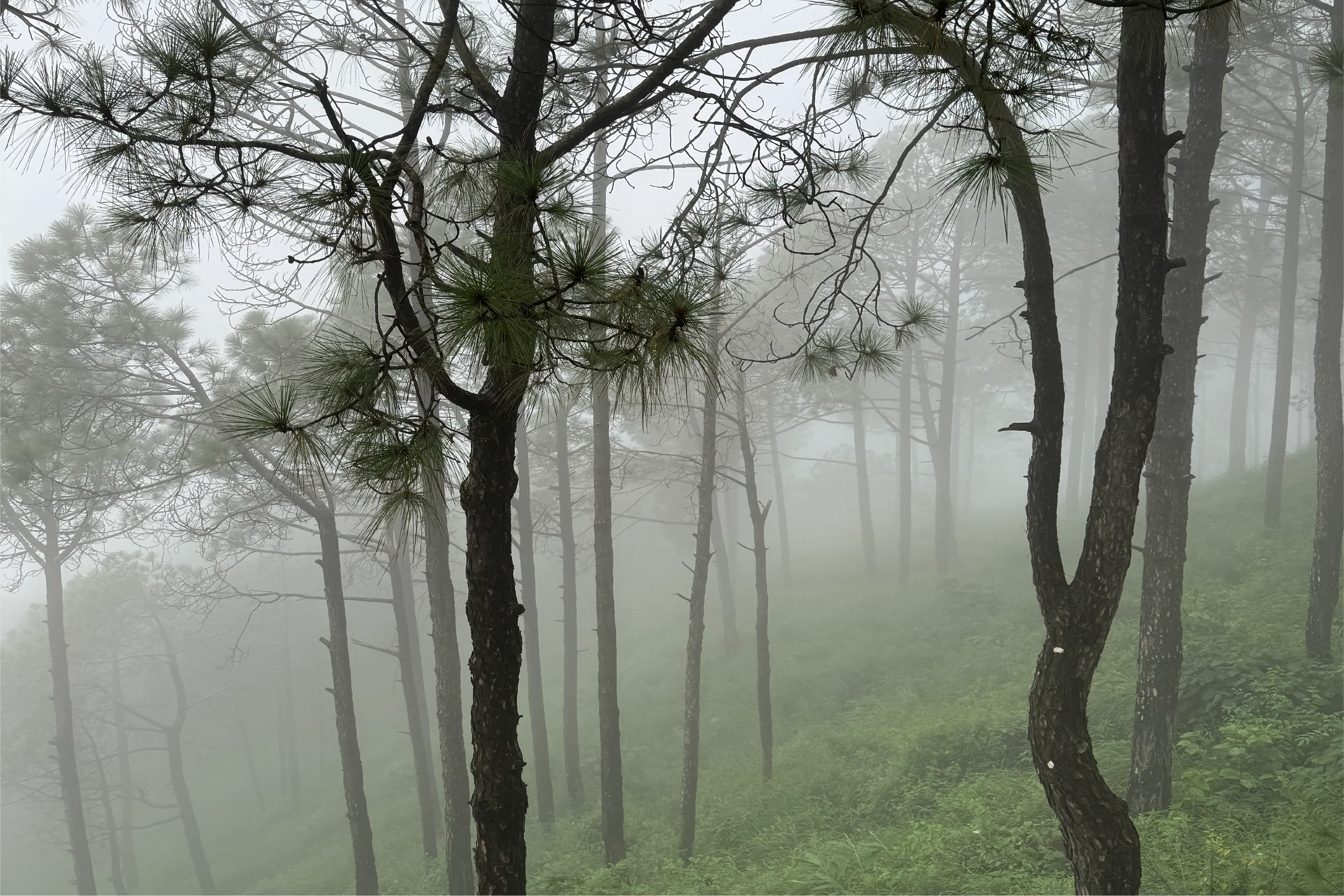 Alpenglow Villa, Kasauli - View
