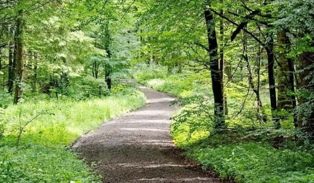 Monsoon in Kasauli Trail
