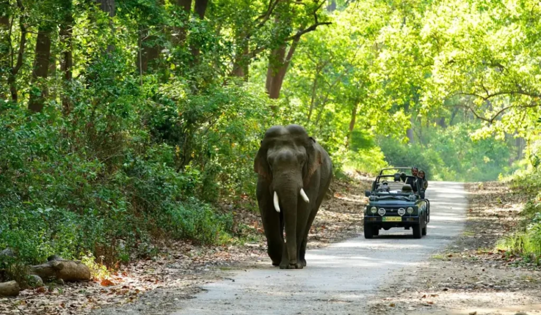 jim corbett safar