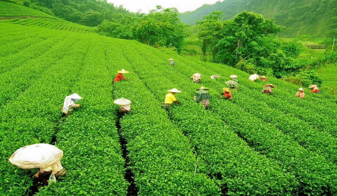 palampur tea gardens
